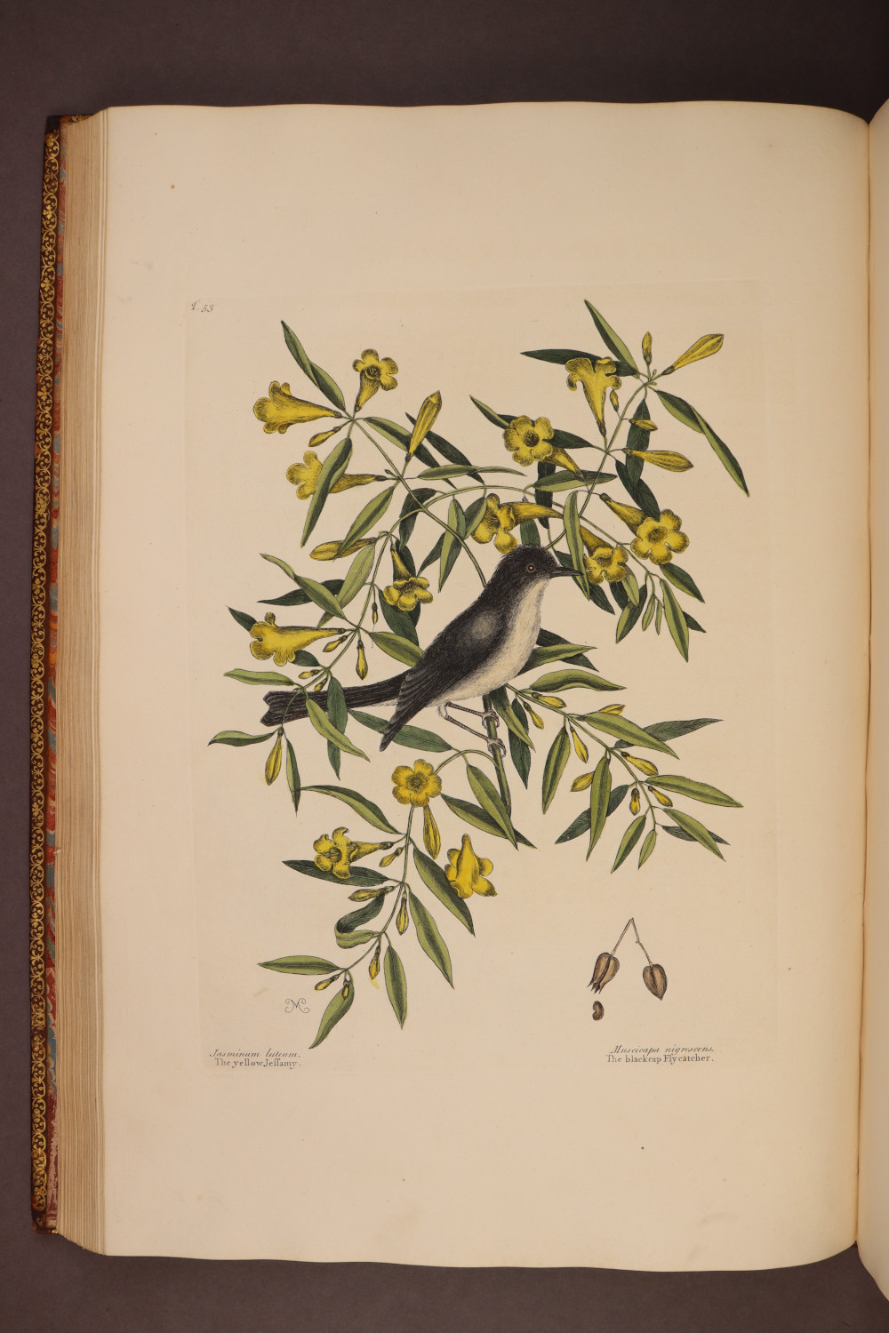 Plate 53
